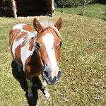 Des Hortensias * Raon-aux-Bois