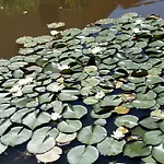 Des Hortensias Tatil Evi Raon-aux-Bois