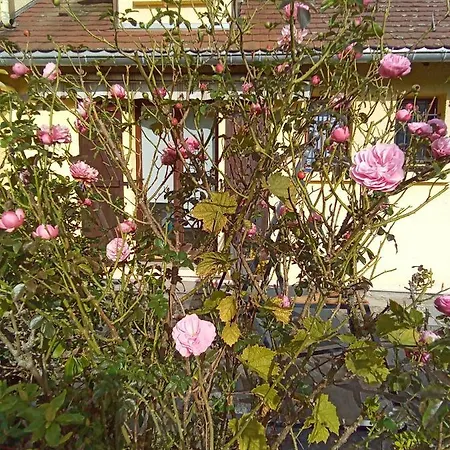 Des Hortensias * Raon-aux-Bois