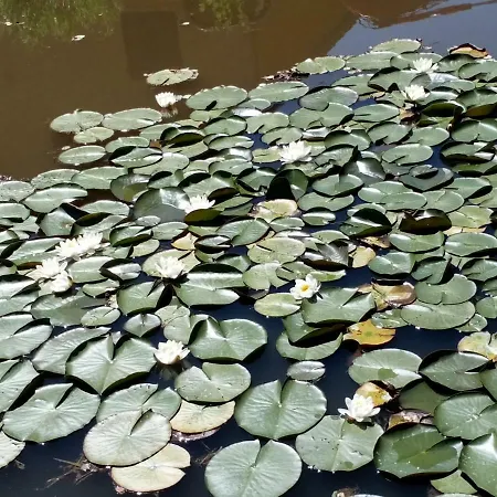 Des Hortensias Feriehus Raon-aux-Bois