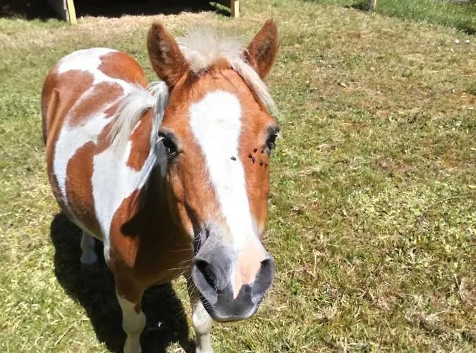 Des Hortensias * Raon-aux-Bois