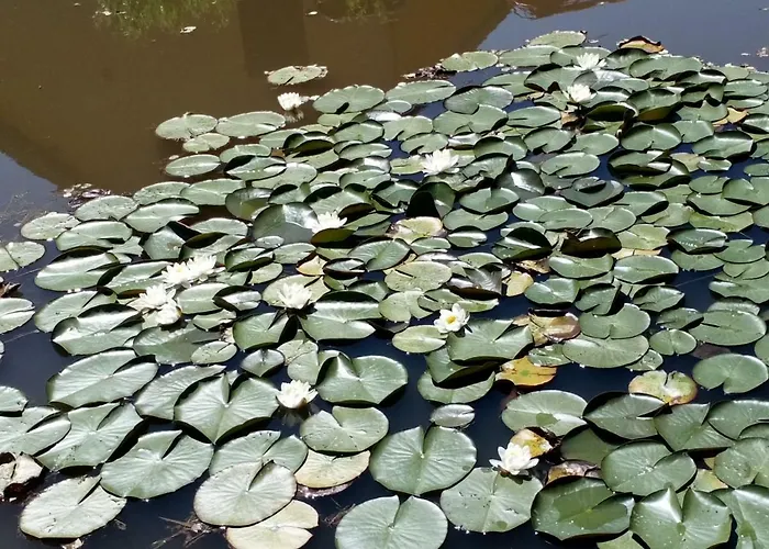 Des Hortensias Prázdninový dům Raon-aux-Bois